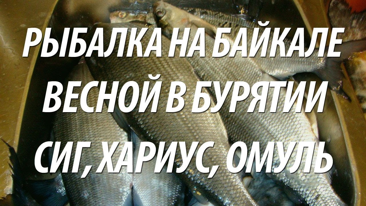 ВЕСЕННЯЯ РЫБАЛКА В БУРЯТИИ НА БАЙКАЛЕ. ЛОВЛЯ ХАРИУСА, СИГА, ОМУЛЯ НА ЧИВЫРКУЙСКОМ ЗАЛИВЕ
