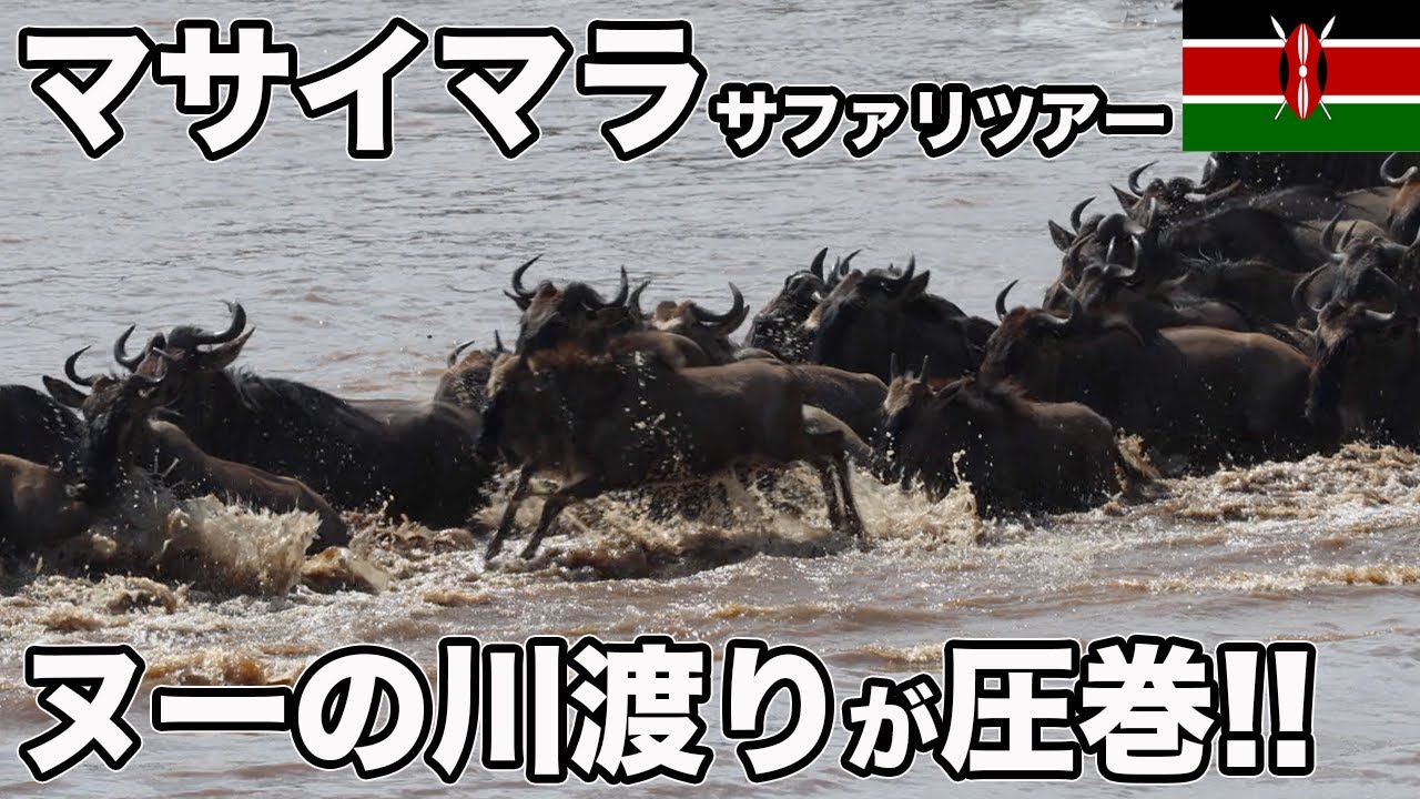 マサイマラ、ヌーの川渡り！夏のサファリツアーの見どころ【Masa旅行グルメ】