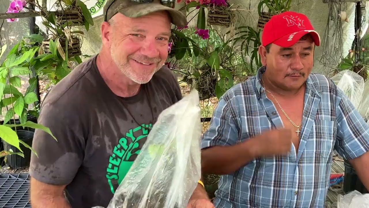 How to Graft Star Fruit Carambola
