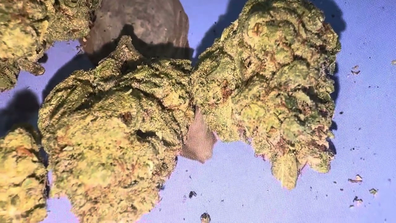 Pixie Stix THCA Black Label Flower Review | JKDistro &ndash; Quality & Price You Can&rsquo;t Beat! 🔥