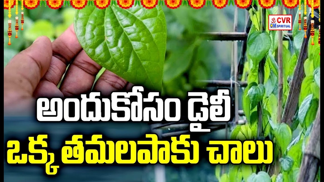తమలపాకు వల్ల ప్రయోజనాలు..! : Incredible Benefits of Betel Leaf | OM CVR