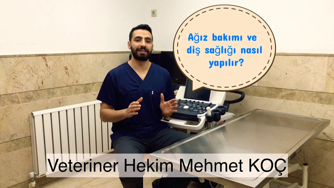KEDİ VE KÖPEKLERDE AĞIZ VE DİŞ BAKIMI NASIL OLMALI ( DİŞLER ÇÜRÜR MÜ? )