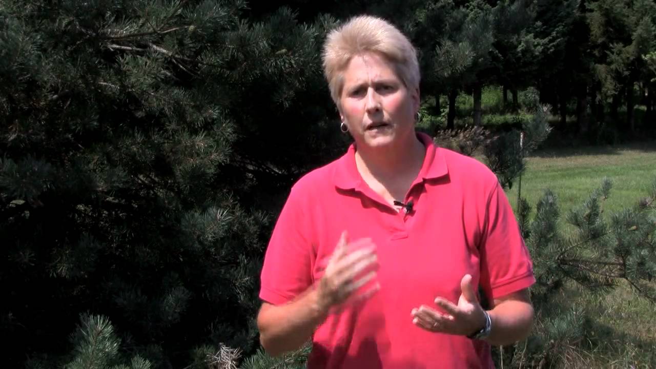 Spruce Spider Mites in Christmas Trees