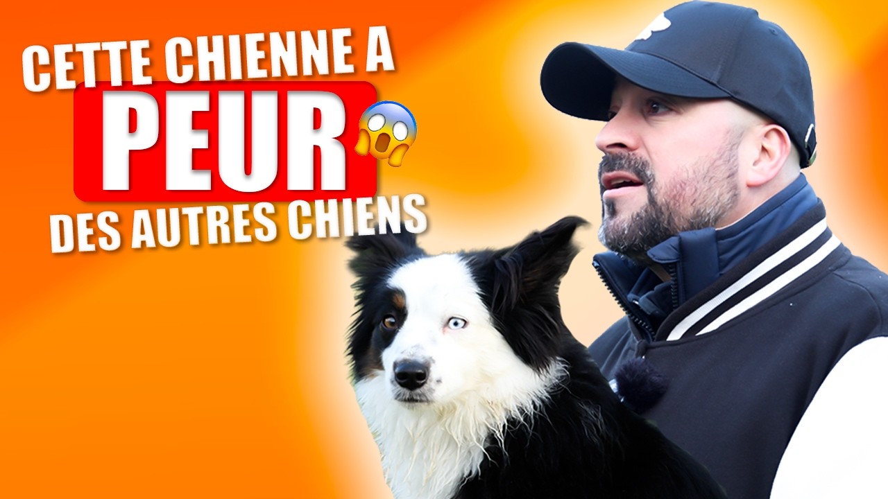 IL VOULAIT BIEN FAIRE&hellip; ET A RENFORC&Eacute; LA PEUR DE SON CHIEN - BERGER AM&Eacute;RICAIN MINIATURE