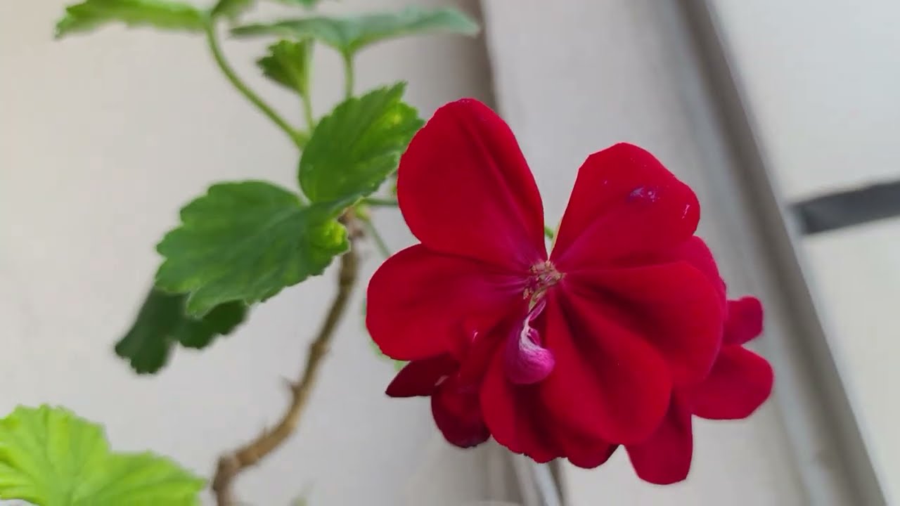 Seramda yetiştirdiğim Sardunyamın son hali🌺
