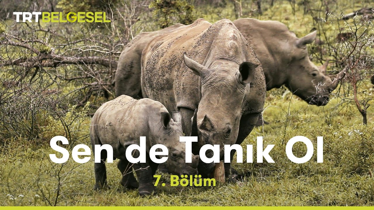 Sen de Tanık Ol | Yüz Yüze | TRT Belgesel