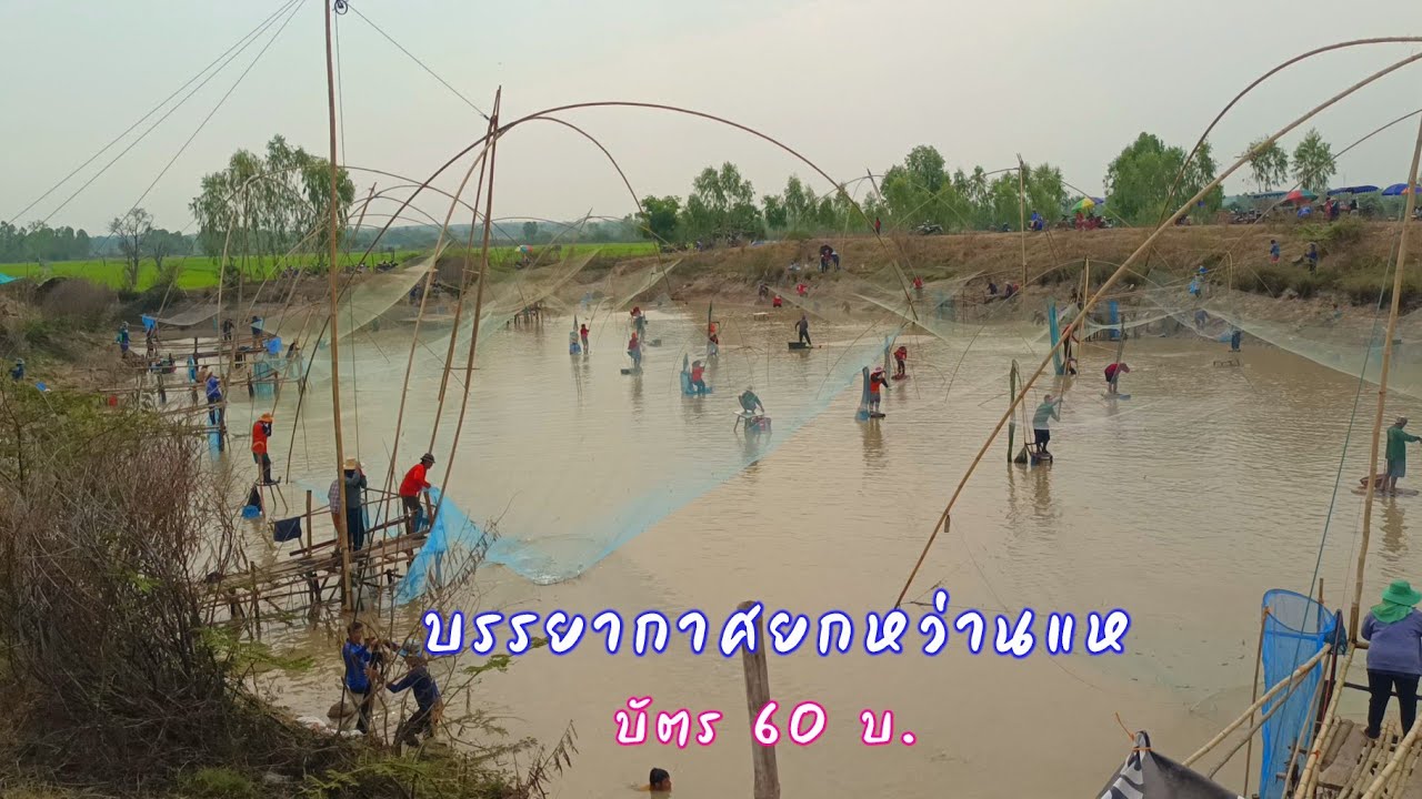 ยกยอหว่านแห ลงปลาหนองท่าเรือ บ. กุดค้า อ.ทุ่งฝน จ.อุดร บัตร60บาท / ตุ้มแพรว พาเพลิน EP.936