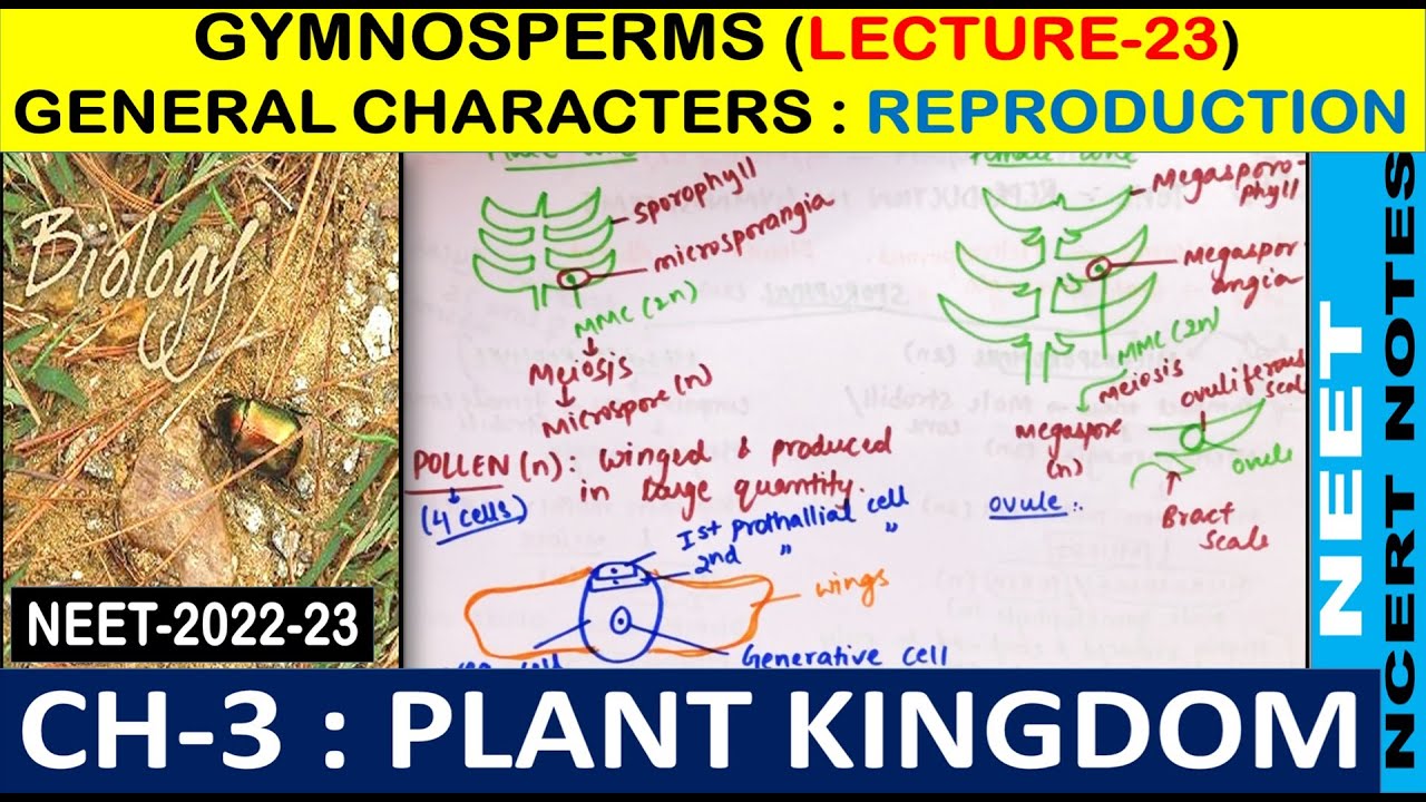 Plant Kingdom Class - 11 | Gymnosperms - Reproduction in detail  | Lecture -23 | NEET-2022 & 2023 |