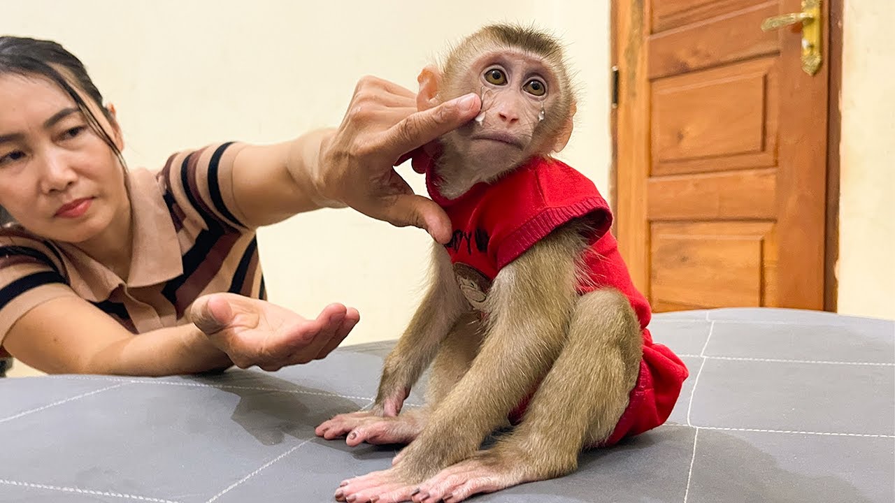 So funny! Monkey YuYu still Angry and Sulking Mom!