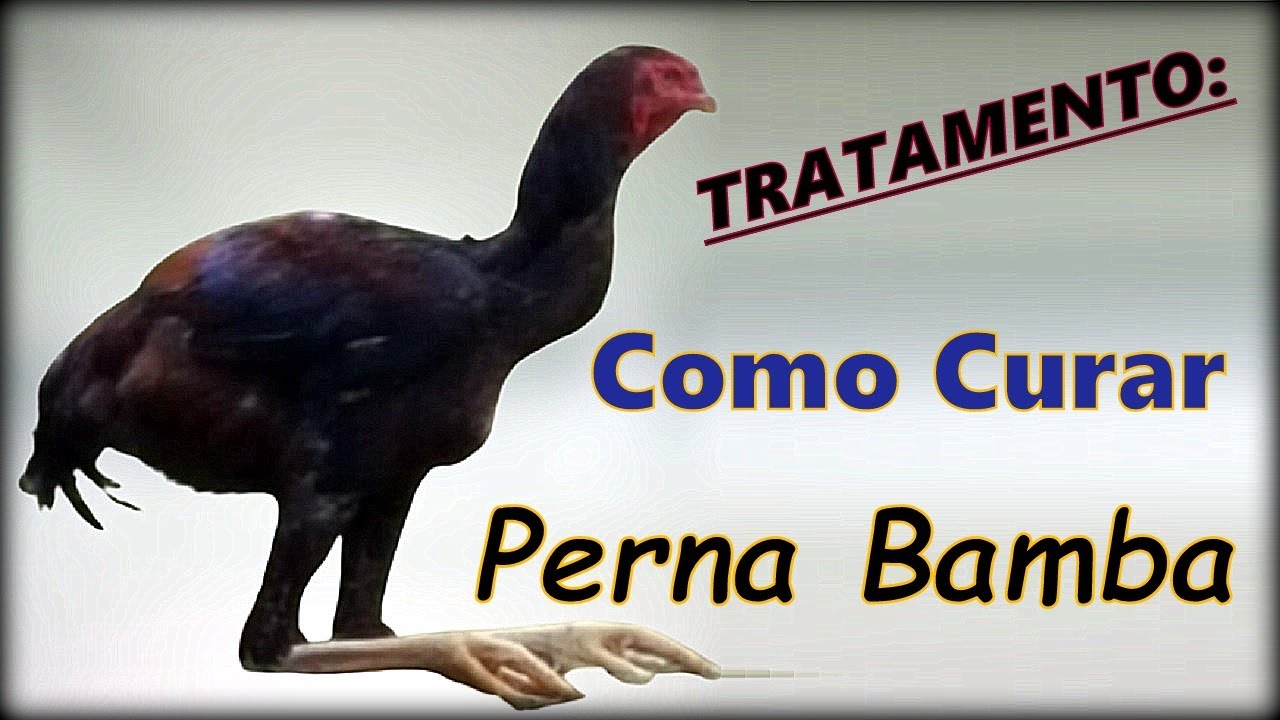 Como curar perna bamba em galinhas índio gigante ou outras raças - dica valiosa!