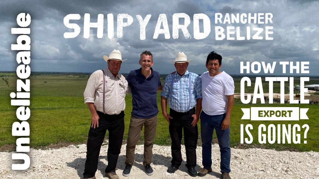 How the Cattle Export is going in Belize
