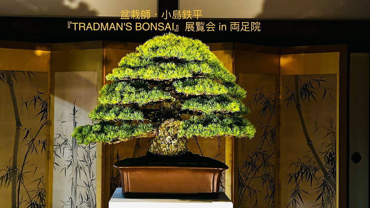 【京都イベント】盆栽師・小島鉄平『TRADMAN'S BONSAI』展覧会 in 両足院2023.5.8  #TRADMAN’S BONSAI 𝕩 LANDROVER＠両⾜院
