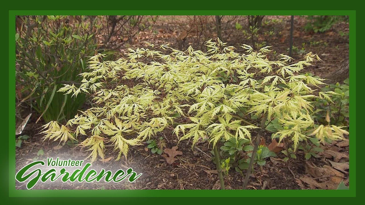 Japanese Maples-A Foliage Fixation | Volunteer Gardener
