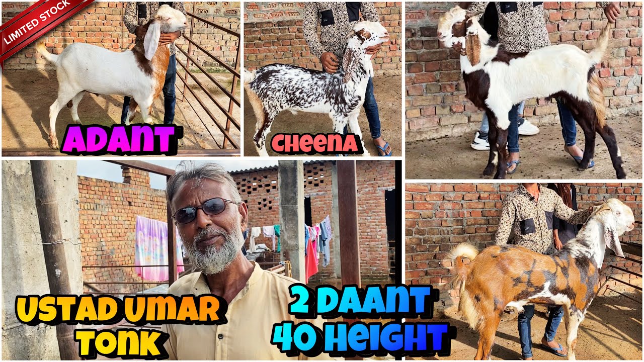 2 Daant 40 HEIGHT😳 USTAD UMAR TONK ke SUPER QUALITY GUJRI Tayyar hone wale Bacche