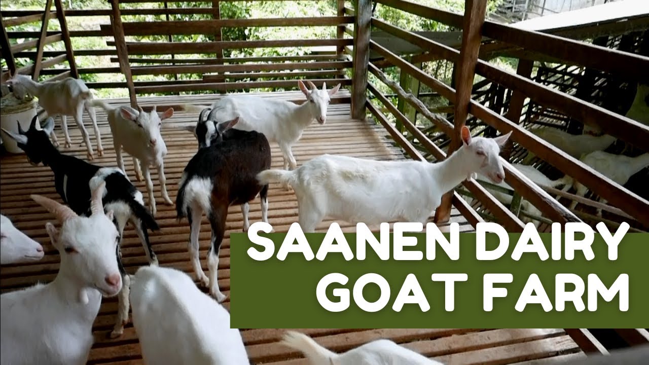 🇲🇾 Adorable Animals In Balik Pulau Goat Farm, Penang