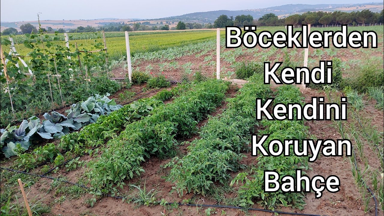 Örnek hobi bahçesi, doğal mücadele için ekimi böyle yapın