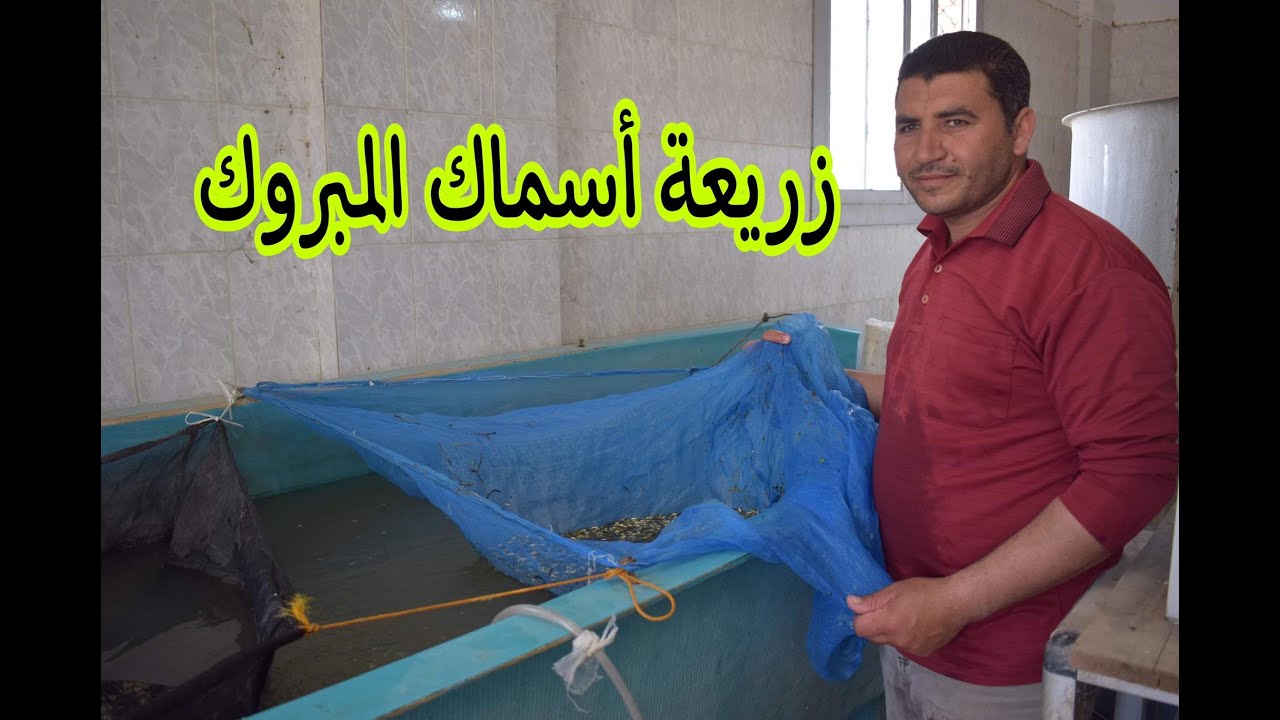 زريعة أسماك المبروك