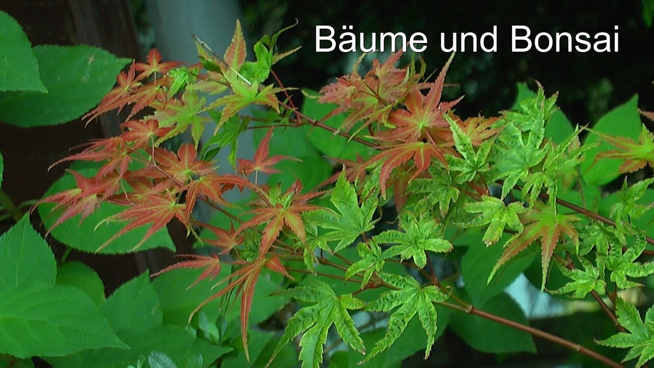 Bonsai und Bäume Allerlei am 11 09 2025