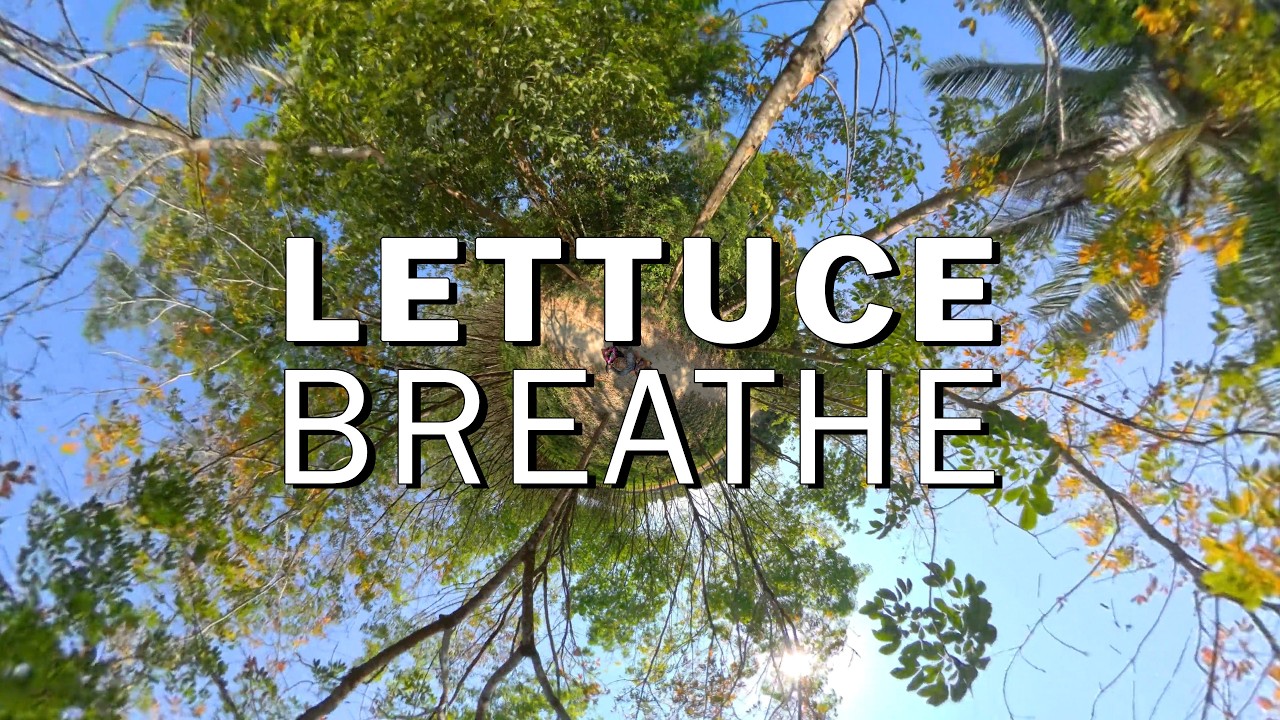 🥬 Lettuce - 