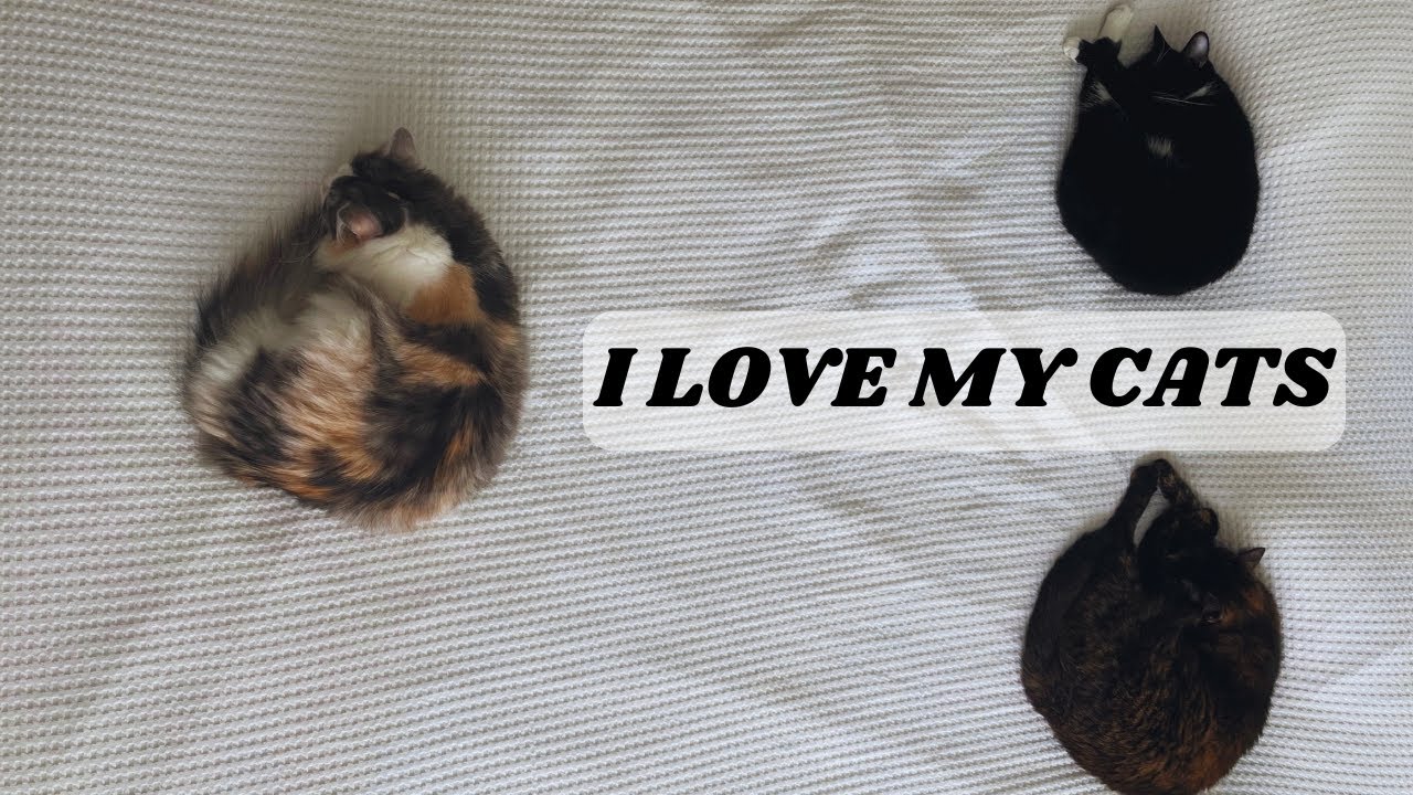 I LOVE MY CATS