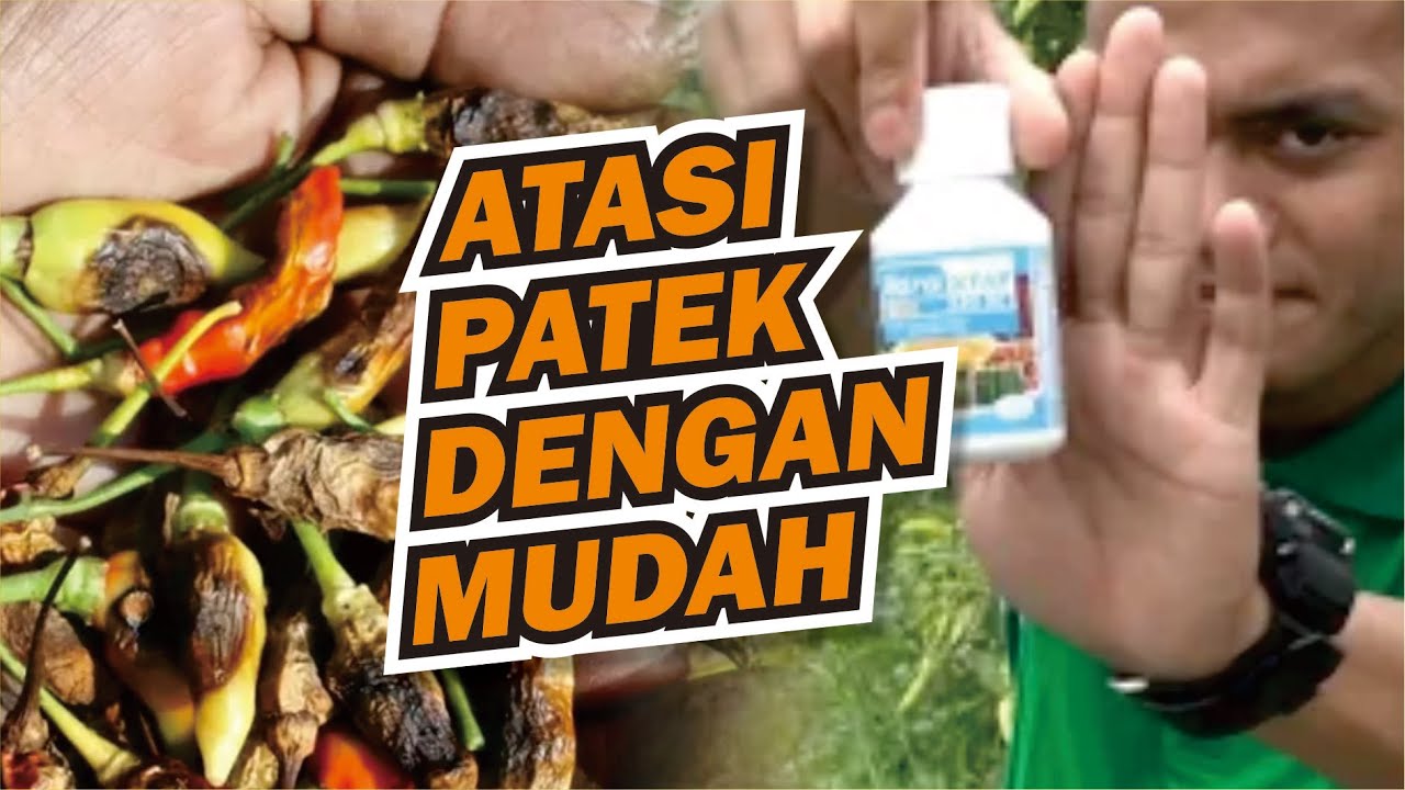 cara mengatasi patek antraknosa pada cabe