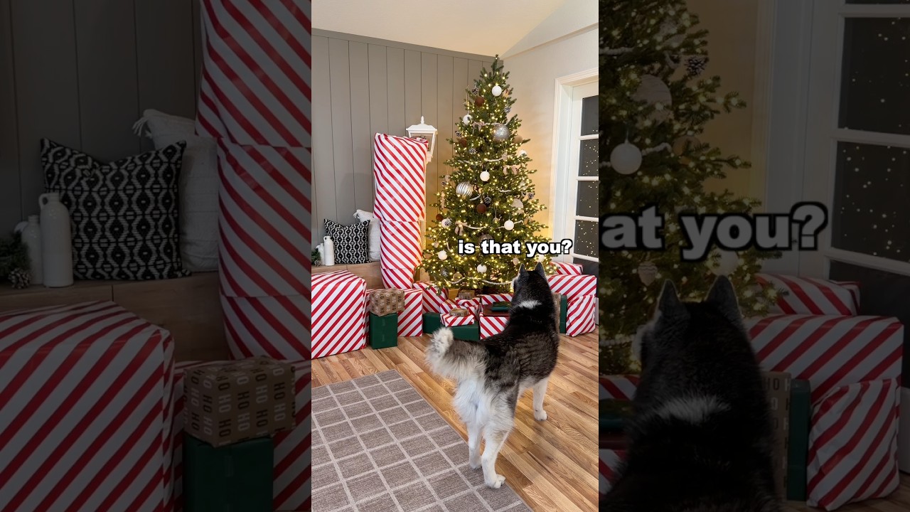 Will my dog find me disguised as a present? 🎁