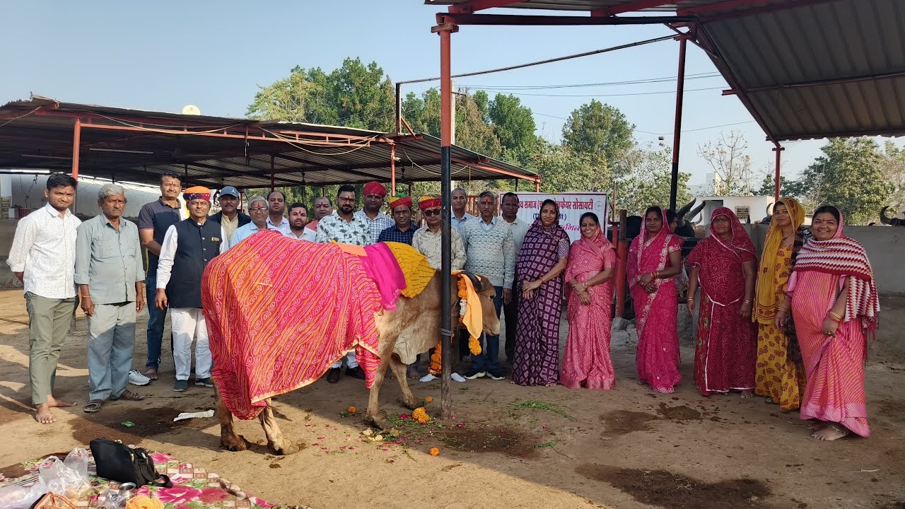 नन्दी गौशाला राजेंद्रनगर विस्तार पाली में फाल्गुन मास के उपलक्ष में गौमाता को लापसी का भोग किया पुजन