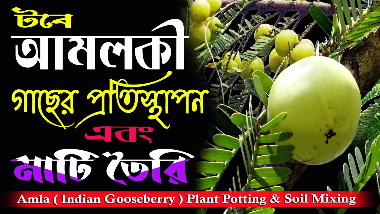 টবে আমলকী চাষ ও মাটি ( Amla / gooseberry plant potting & Soil mixing )