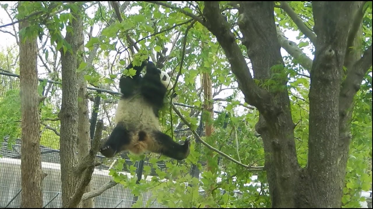 Bei Bei 4/19/17