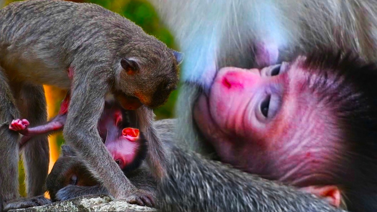Attractive baby monkey​ very active get milk & Mom carefully