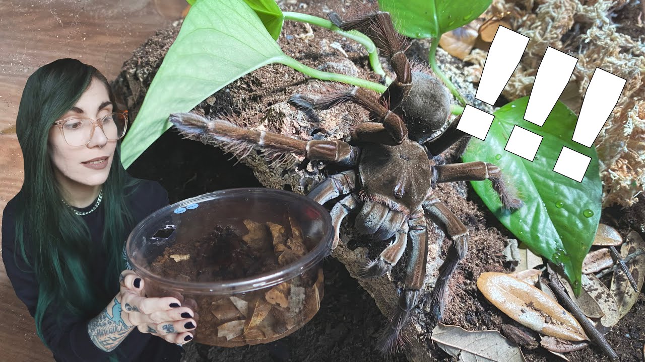 I said I wouldn't, but I did .. Goliath Bird-eating Tarantula!