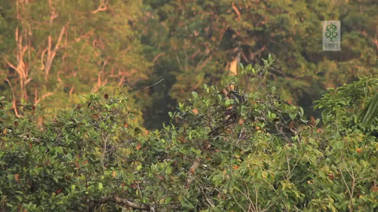 DISCOVER BORNEO.GUNUNG PALUNG NATIONAL PARK
