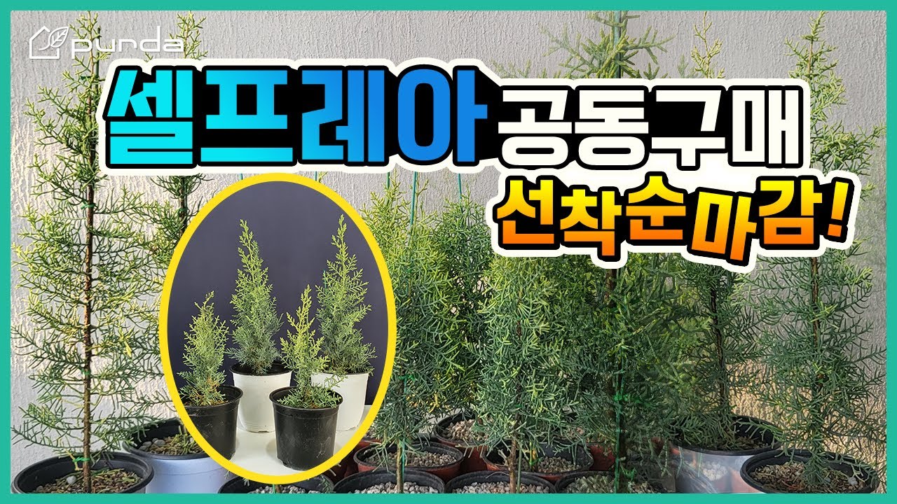 [셀프레아 공동구매] 선착순으로 원가에 가까운 가격으로! 매력적인 컬러 & 피톤치드 강한 썰프레아 지금 구매하세요!ㅣSulfurea