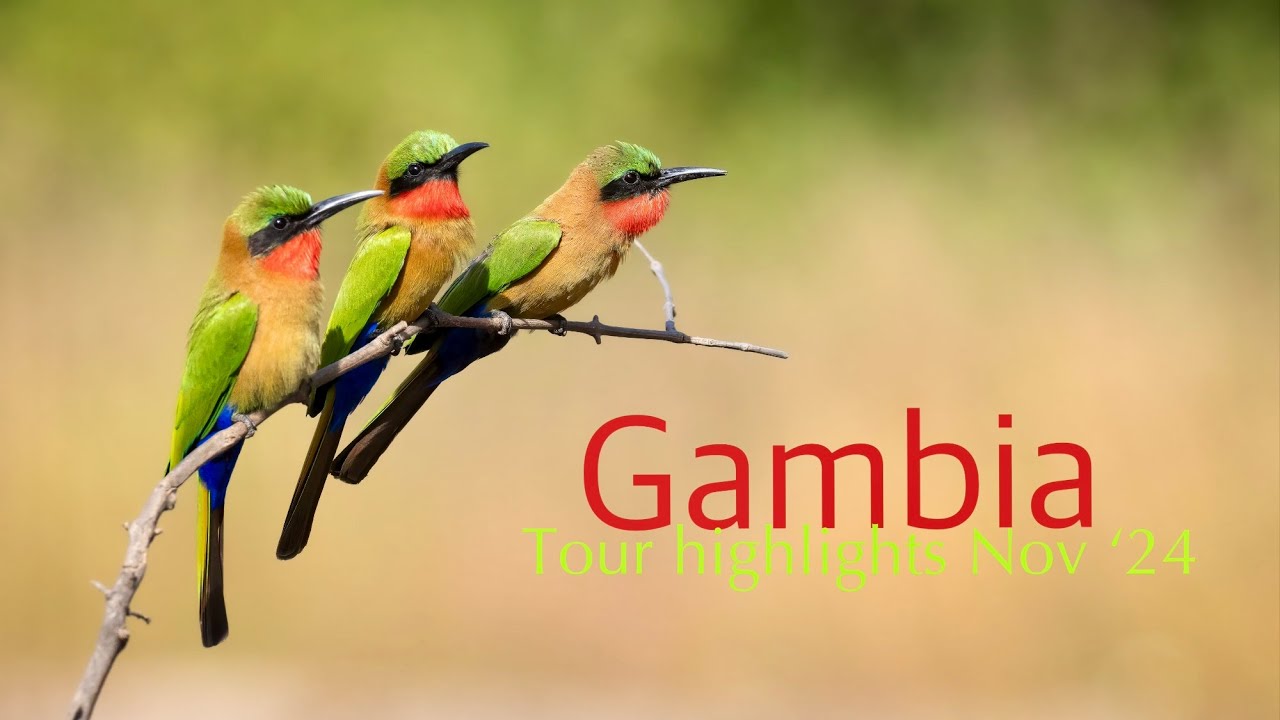 Gambia Birding tour | Best bird watching moments November 2024