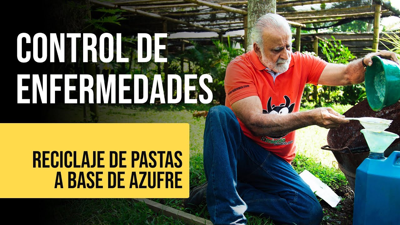 RECICLAJE DE PASTAS A BASE DE AZUFRE (Control de Enfermedades en Cultivo 🥬) | Jairo Restrepo 🐮