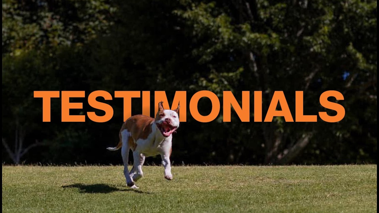 Testimonials