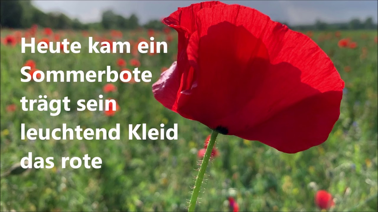 Sommerbote (Zarter Mohn) - mit Text