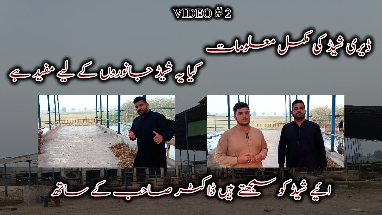 Perfect Dairy Shed Kaisa Hota Hai? | Expert Review With Dr. Sahib | Pakistan Dairy Farming