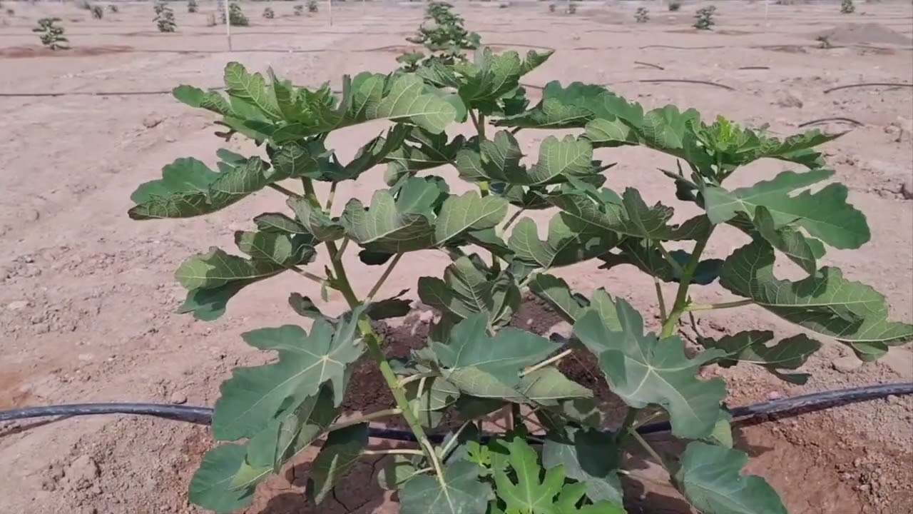 عجائب وغرائب شجرة التين المباركة ..انتاج بعد ثلاث شهور من الزراعة فى سلطنة عمان