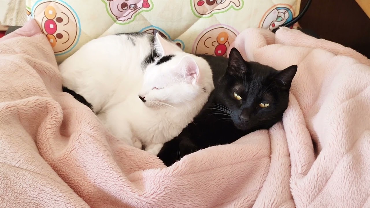 【保護猫】ニャンニャンニャン！　2月22日は猫の日。そんなことよりお昼寝だにゃーん♪　#猫の日 
