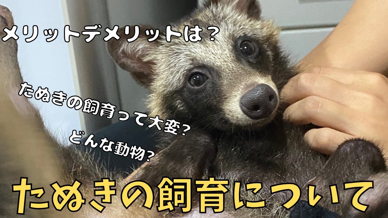 たぬきの飼育って大変？？
