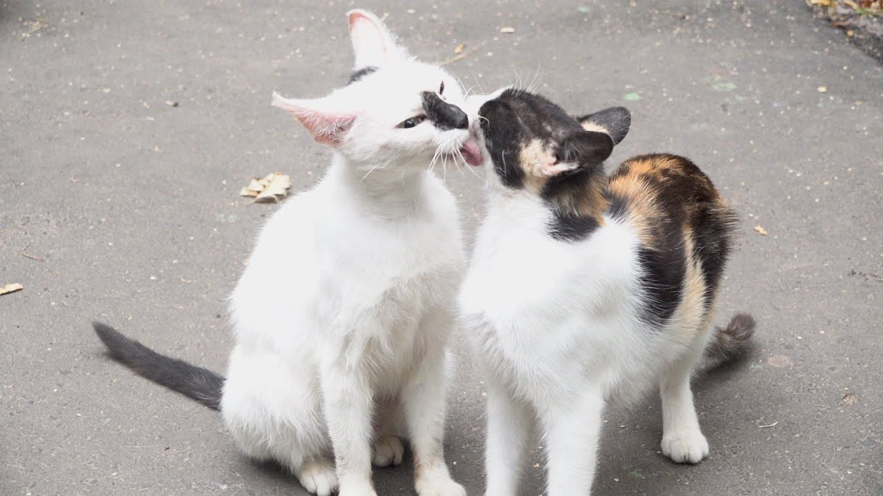 Diamond nose cat wants cuddles