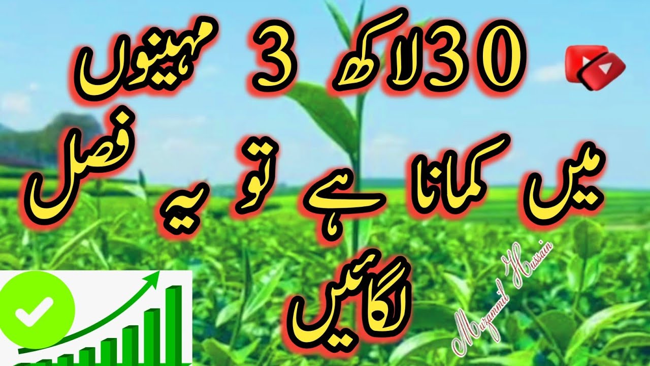 3 مہینوں میں30لاکھ فی ایکڑ کمانا ہے تو یہ فصل لگائیں3 million per acre in 3 months, plant this crop.