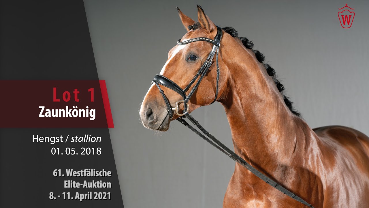 61. Westfälische Elite-Auktion Lot 1 Zaunkönig Hengst v. Zack - De Niro