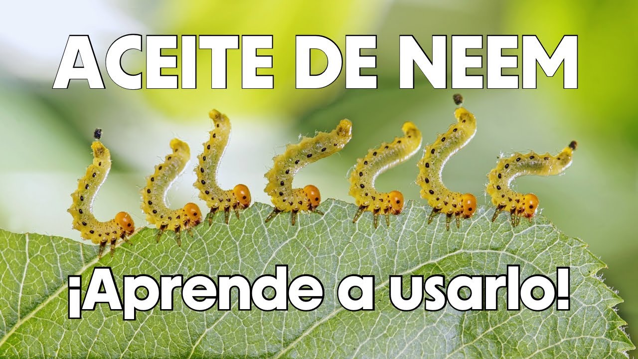 Neem: El Insecticida Ecológico ¿Cómo usarlo?