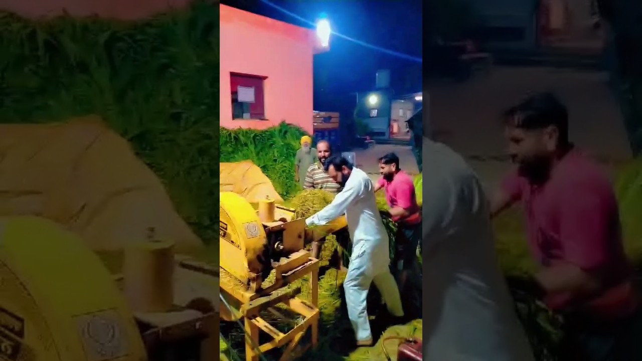 Gau mata|gau shala| gau seva #gaushalla #cow #gaumata #animals #indiancow