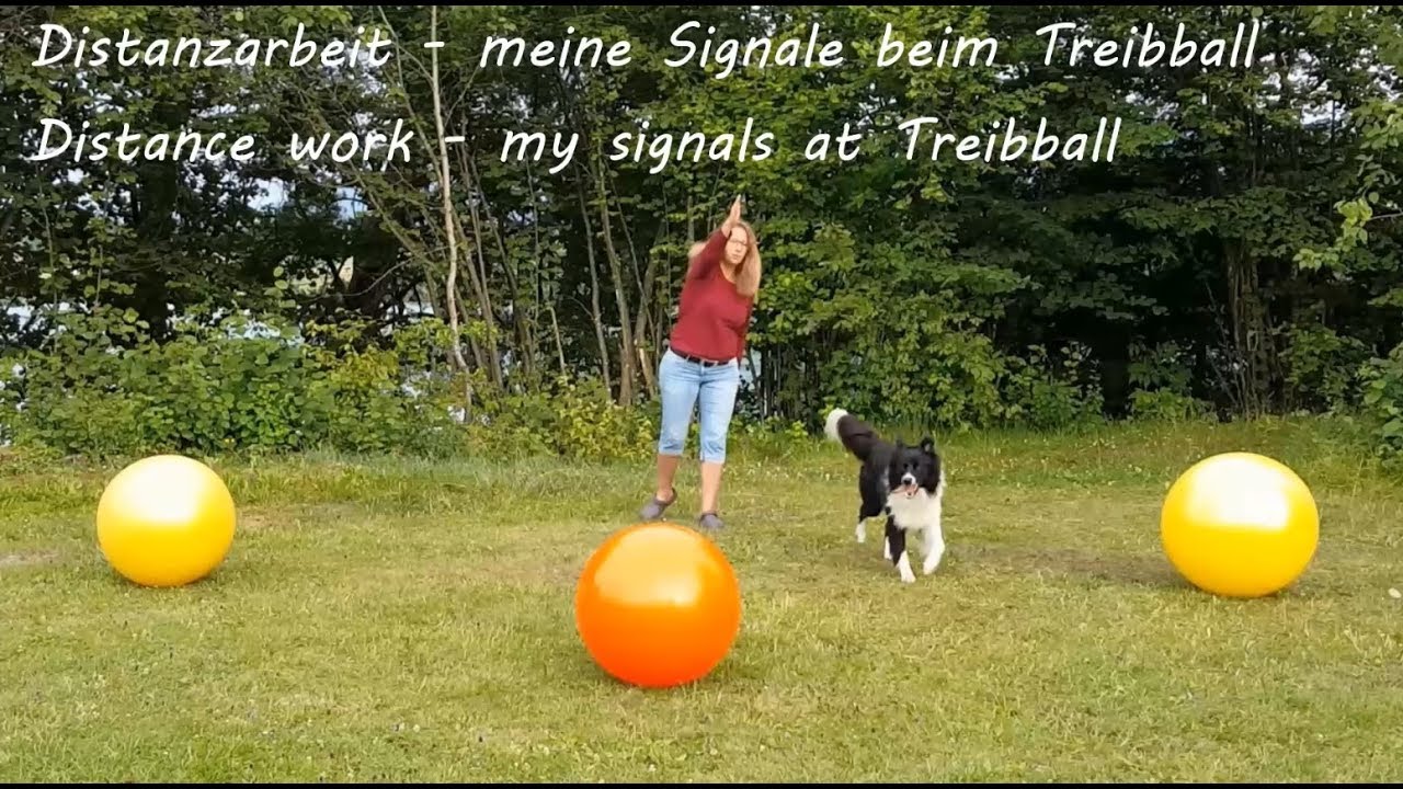 Treibball Distanzarbeit  -  DEMO meiner Wortsignale und Sichtzeichen beim gezielten Umrunden