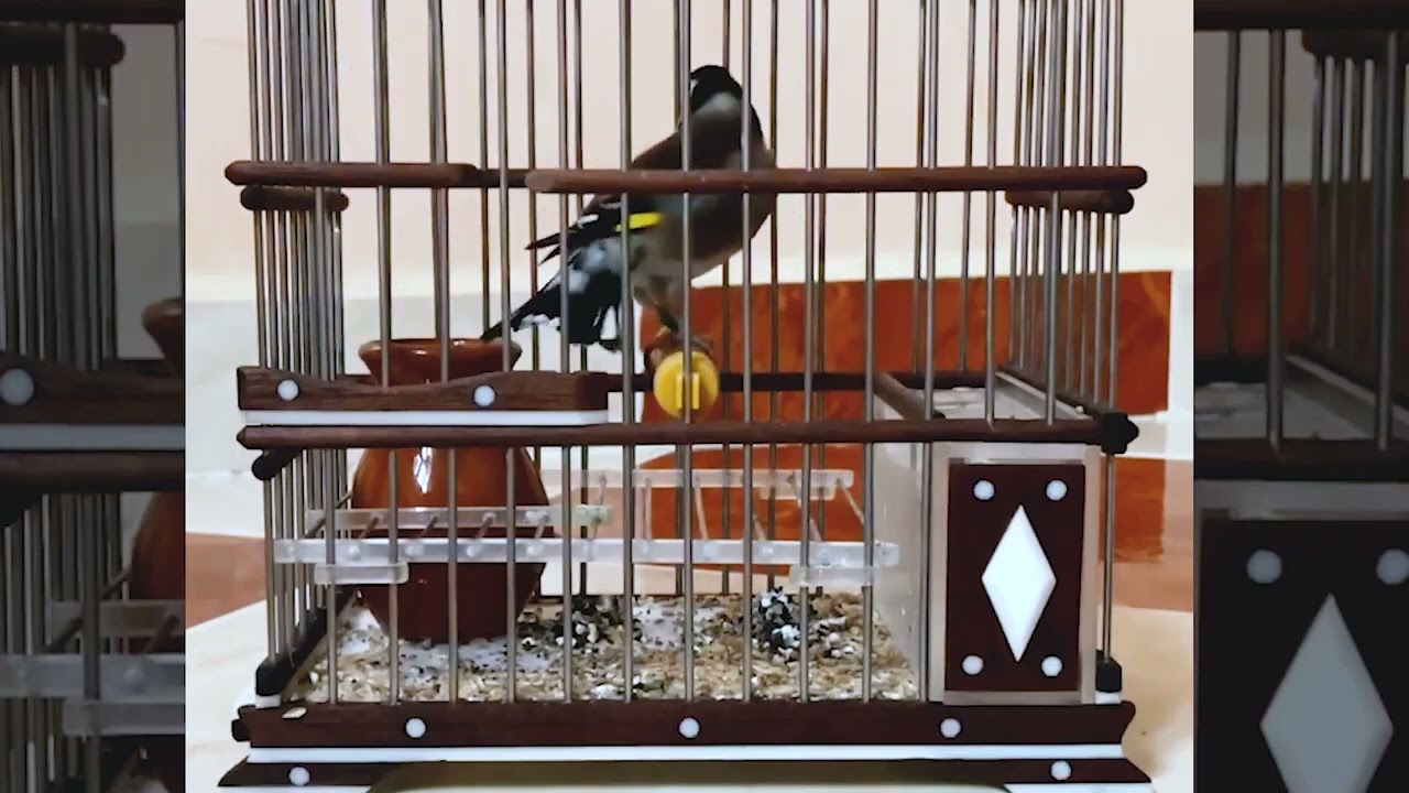 Goldfinch SINGING some UNCOMMON NOTES