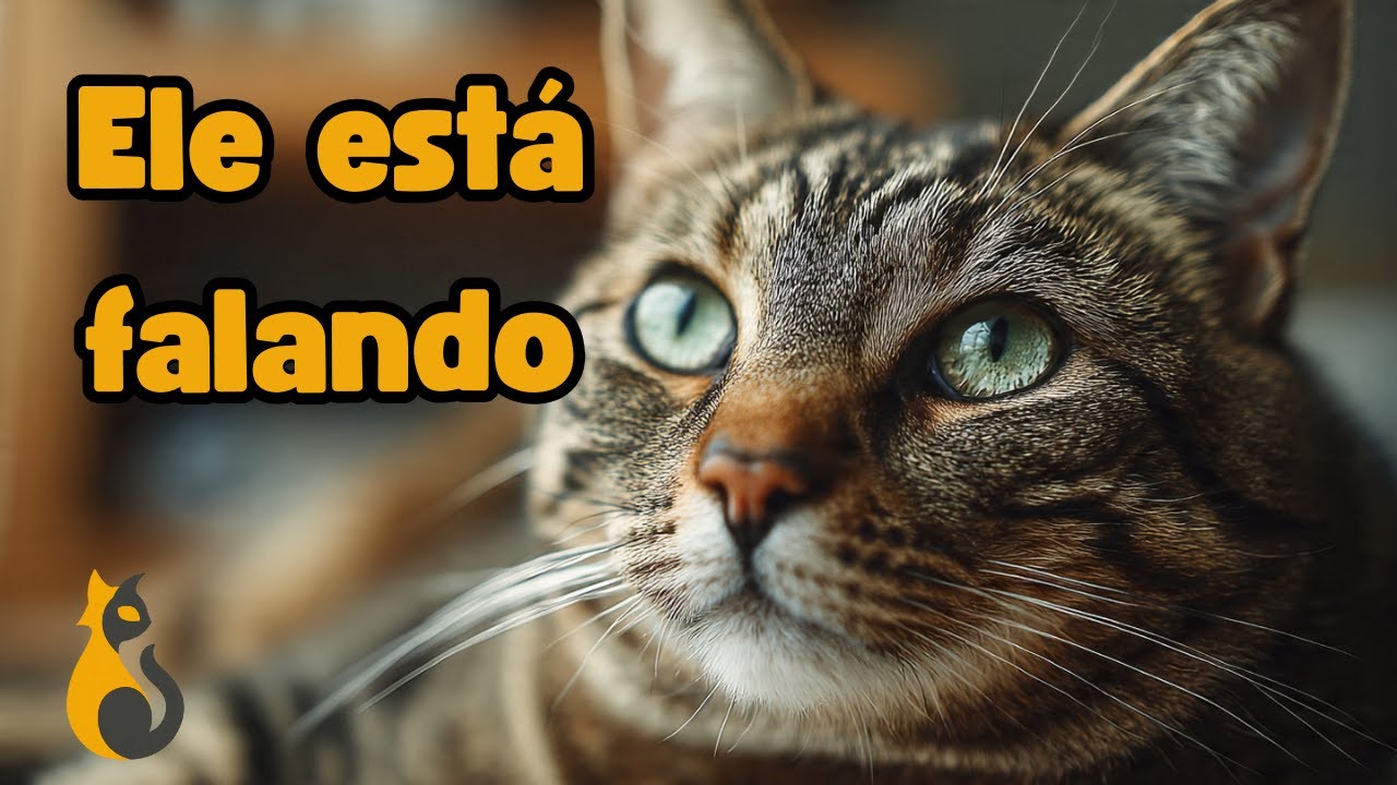 Tudo o que seu gato tenta te dizer todos os dias (mas você não percebe)