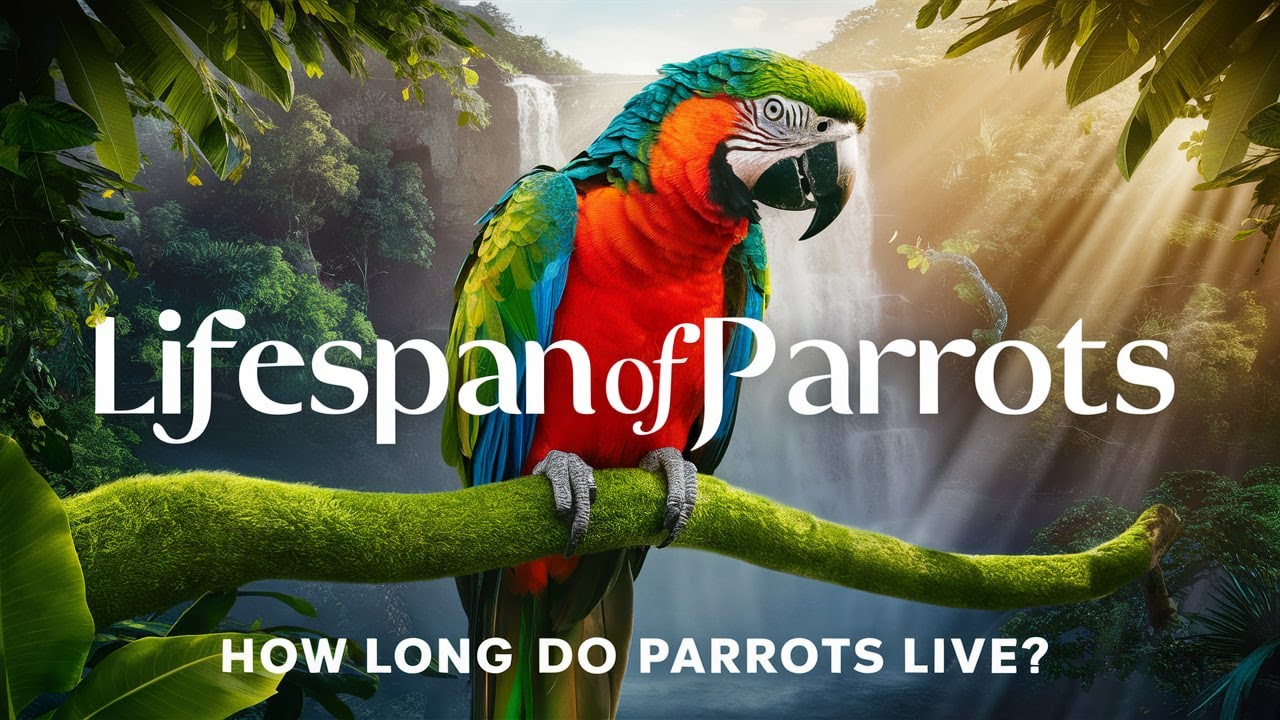 How Long Do Parrots Live? Average Lifespan of Parrot